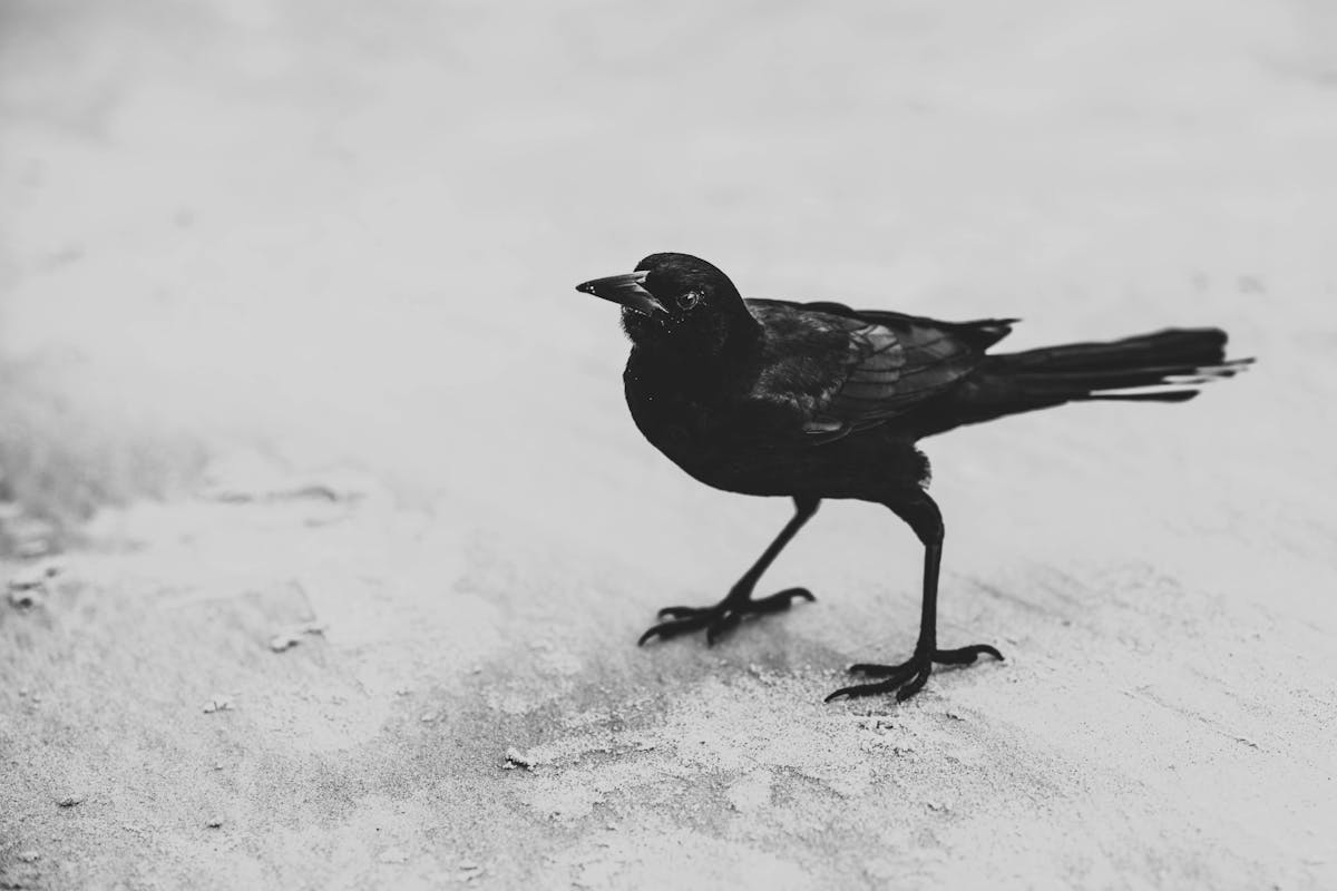 Spiritual Meaning of Raven: Unraveling the Mystical